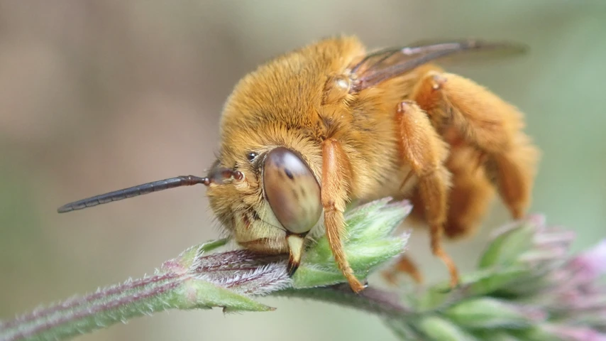 teddy bear bee photo